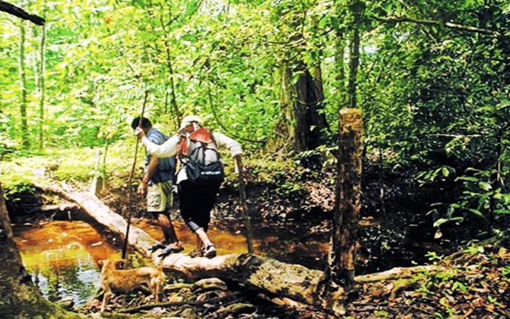 Jungle Trekking